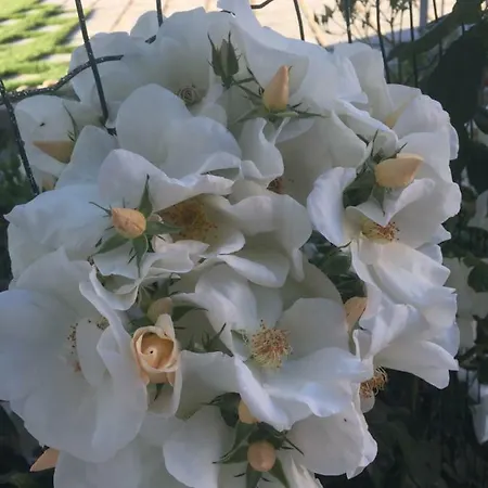 Bed & Breakfast Casa La Preziosa 4*